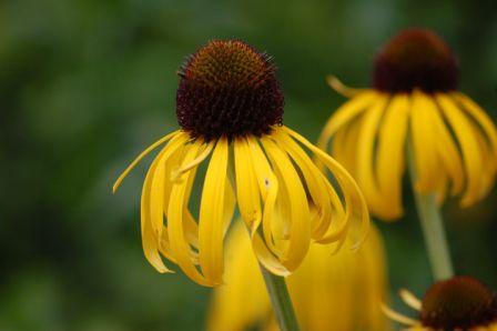 Coneflower, Grey-head  Ratibida pinnata